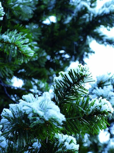vánoční stromek zasněžený