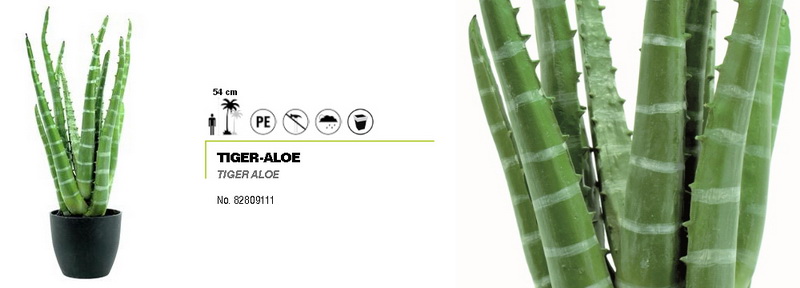 Tigrovaná aloe 54cm