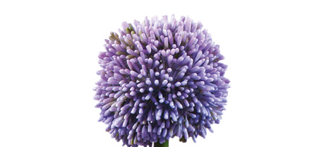 Allium levandulová, 55cm