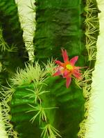 umělé kaktusy a sukulenty