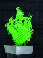 UV rostlina