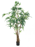 Fíkus longifolia strom, 180 cm