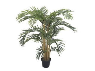 Kentia palma, přírodní kmeny, 140cm