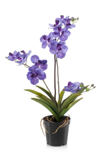 Orchidej modrá, 60cm