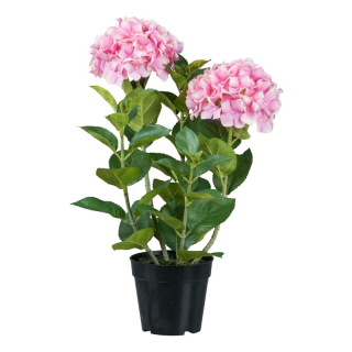 Hortenzie růžová v květináči, 58cm