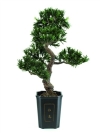 umělý bonsai