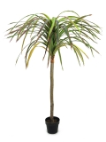 Dracena červeno - zelená, 170cm