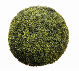 Zimostráz - Buxus koule venkovní, 37 cm