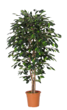 Fíkus Luxe - přírodní kmeny, 175cm