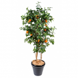 Pomerančovník strom, 180cm 