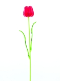 Tulipán červený, krystalický 61cm, 12ks