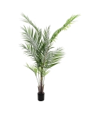 Areca palma s velkými listy, 165cm