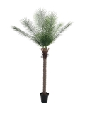 Phoenix palma deluxe, 220cm