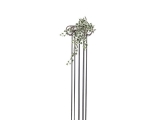 Holandský břečťan panašovaný, 60cm