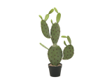 Opuncie kaktus s listy, 75cm