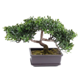 Čajovník bonsai, 22cm
