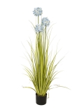 Allium tráva modrá, 120cm