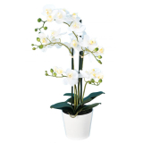 Orchidej bílá DELUXE v květináči, 70cm