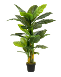 Toulcovka Spathiphyllum gigant - 3 kmeny, 130cm