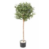 Olivovník přírodní kmen, 120cm
