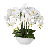 Orchidej bílá v květináči, 54cm