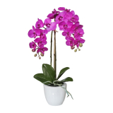 Orchidej Můrovec mini lila v květináči, 43cm