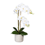 Orchidej Můrovec bílý, 2 stonky v květináči, 60cm