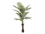 Kentia palma 240cm