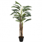 Areca palma - 13 listů, 110 cm