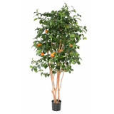 Pomerančovník strom, 180cm 