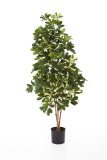 Šeflera přírodní kmeny deluxe, 110cm