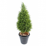Cypřiš Juniperus, 135cm