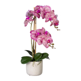 Orchidej Můrovec růžový, 2 stonky v květináči, 60cm