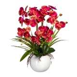 Orchidej Můrovec červeno řůžová v květináči, 58cm