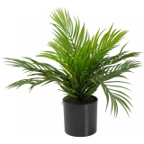 Areca palma v květináči, 46cm