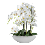 Orchidej bílá v misce, 66cm