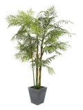 Cycas palma, 280cm