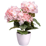 Hortenzie růžová v bílém květináči, 32cm