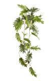 Popínavý Philodendron, 90cm
