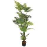 Palma Areca, 180 cm