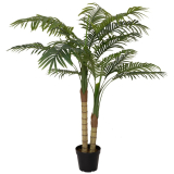 Palma Areca, 2 kmeny, 120cm