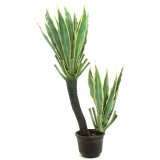 Orchidej kaktus, 160cm