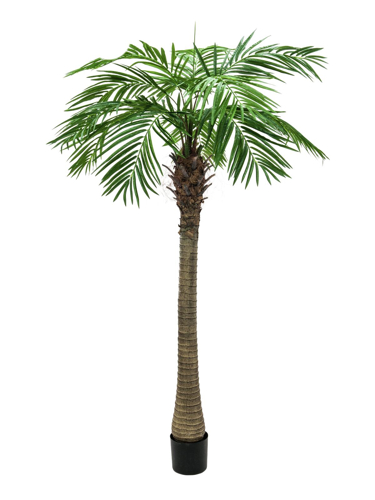 Phoenix palma, 240cm