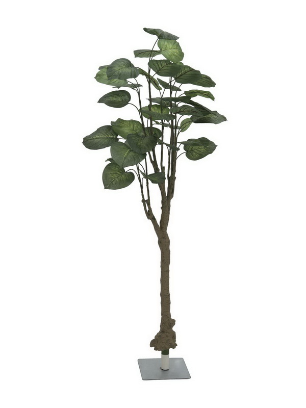 Pothos strom, 175cm