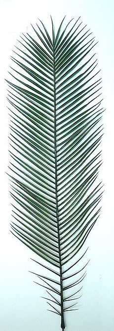 Palmový list Phoenix plast - 10kusů, 100cm