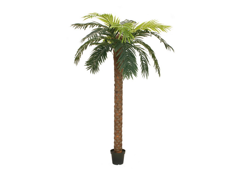 Phoenix palma deluxe, 250cm