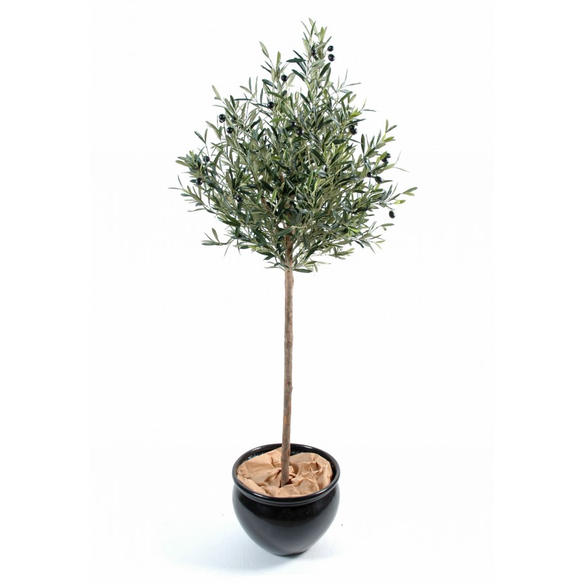 Olivovník přírodní kmen, 180cm