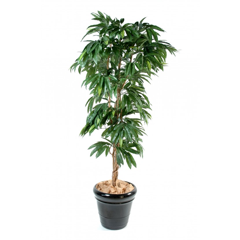 Mango strom - přírodní kmen, 180cm