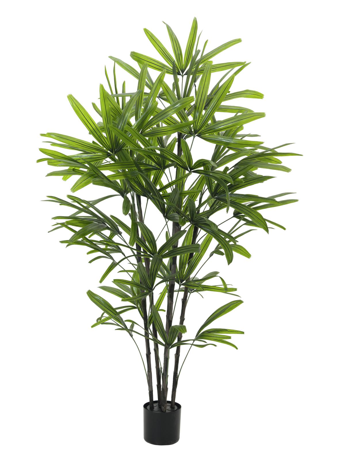 Rhapis palma v květináč deluxe, 175cm