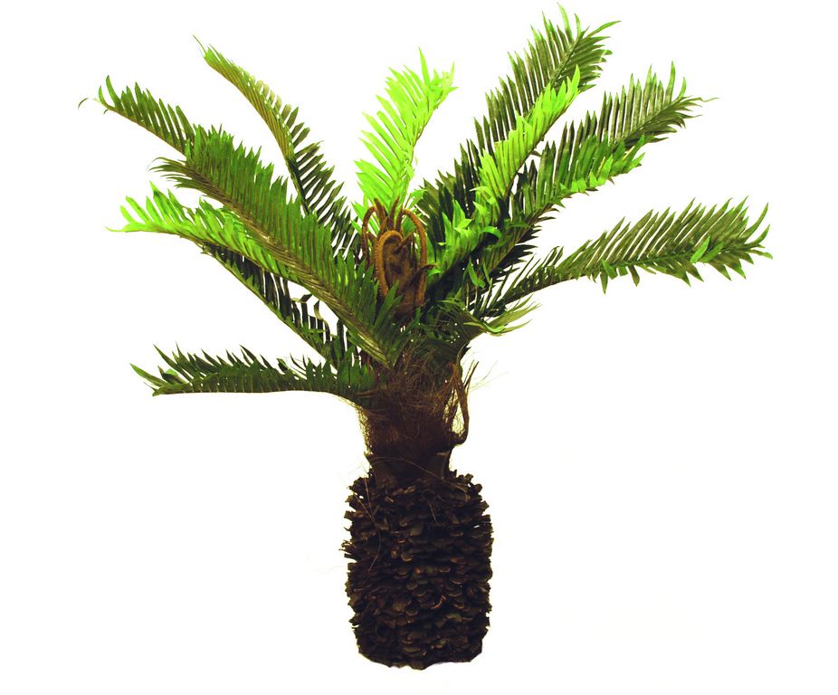 Cycus palma s úzkým roztřep.kmenem  50cm